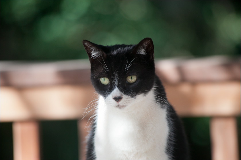 cats-5.jpg