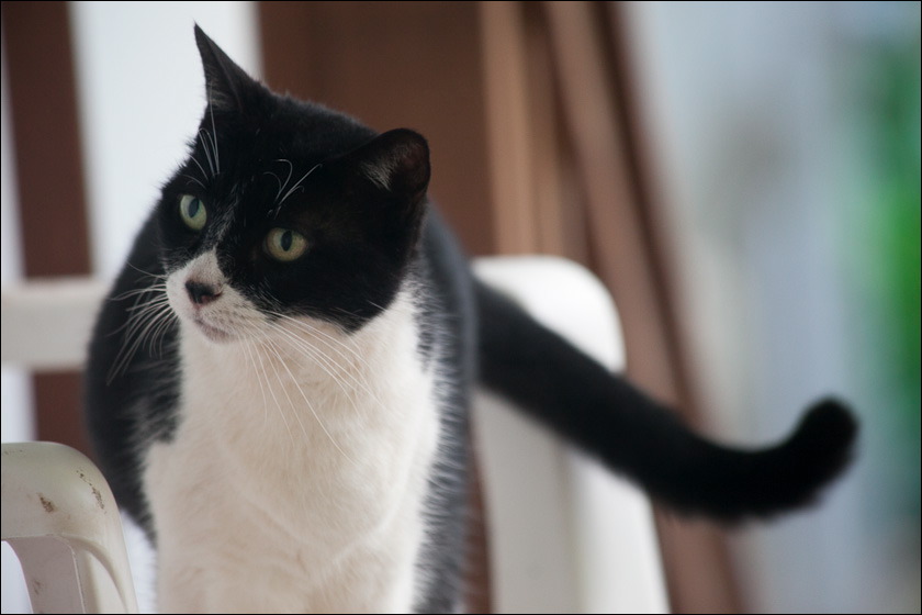 cats-6.jpg