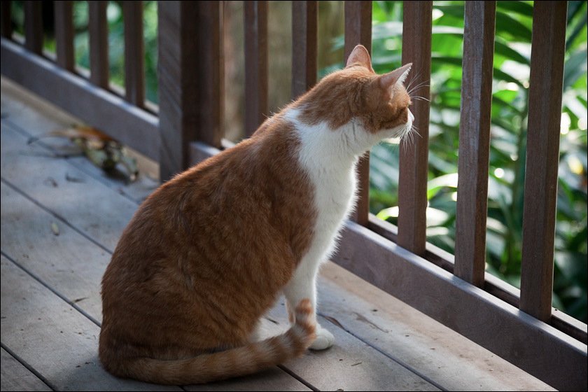cats-8.jpg