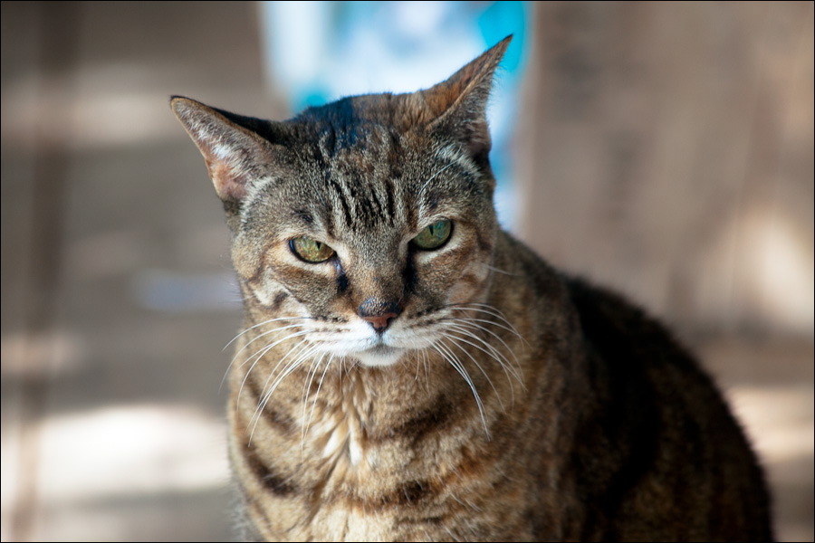 cats0203-10.jpg