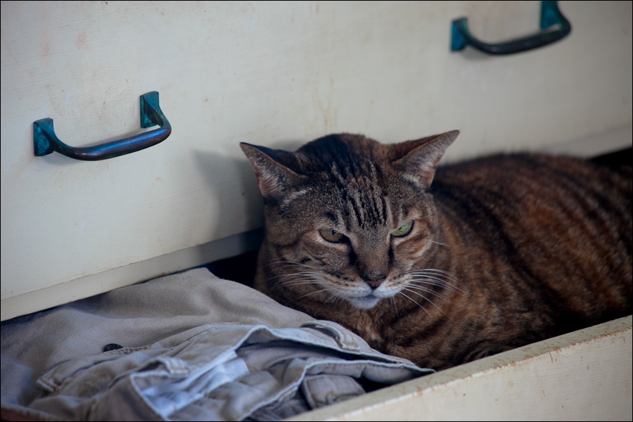cats0203-13.jpg