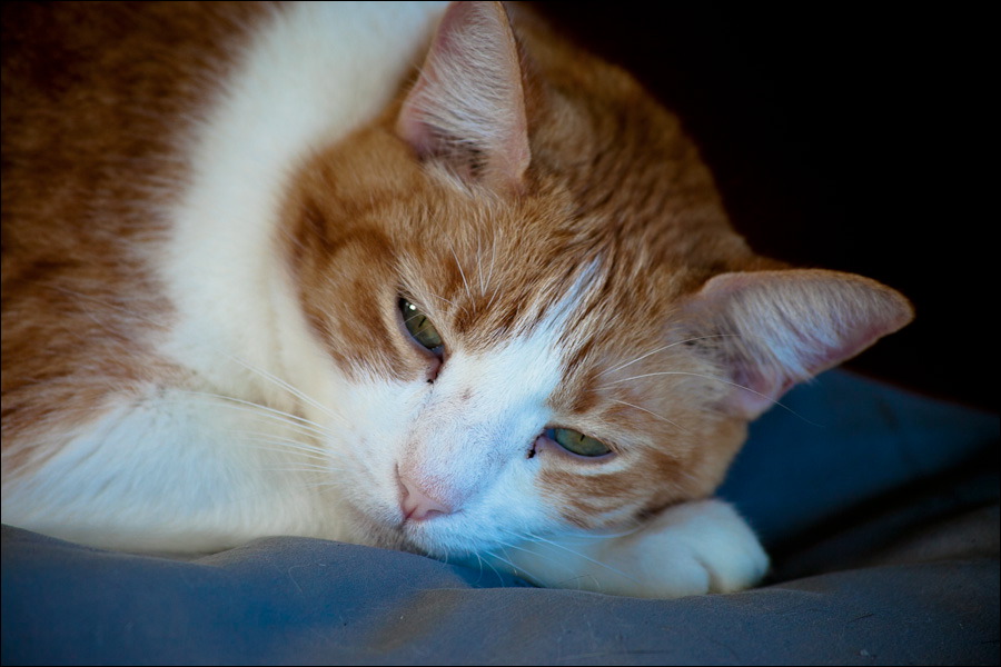 cats0203-14.jpg