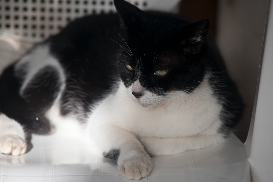 cats0203-15.jpg