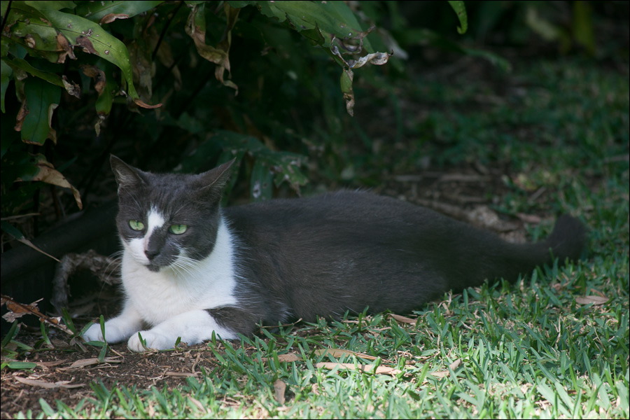 cats0203-4.jpg
