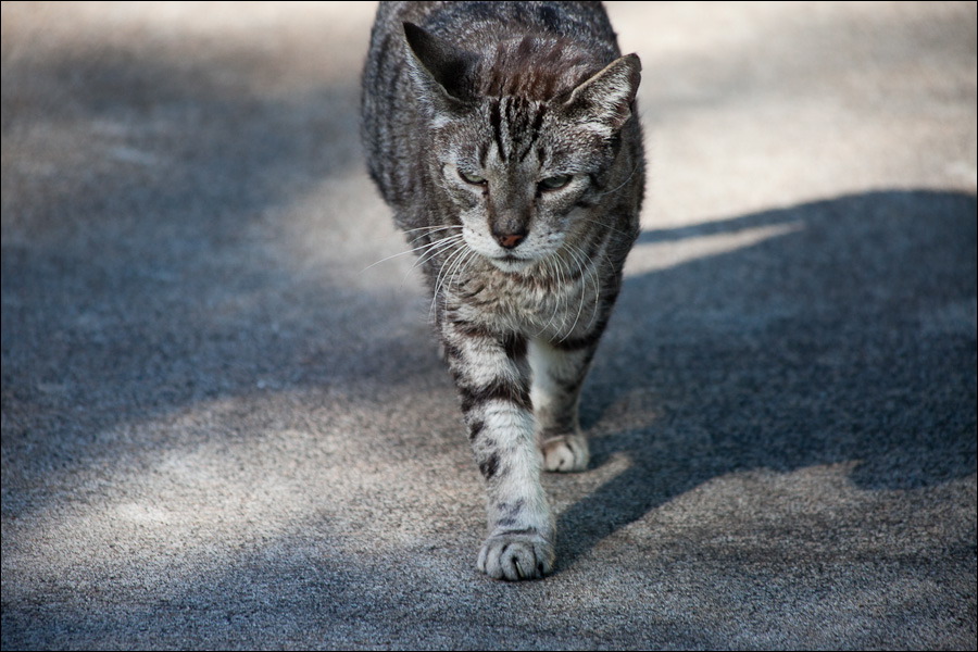 cats0203-5.jpg