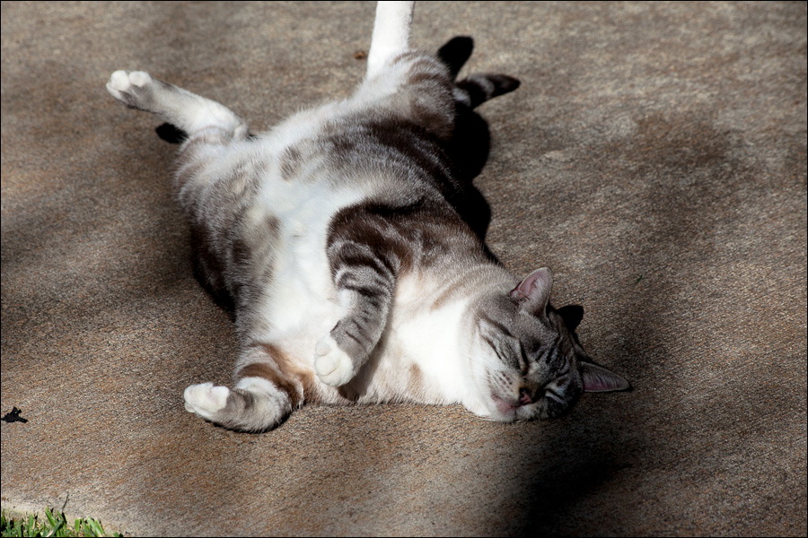 cats0203-6.jpg