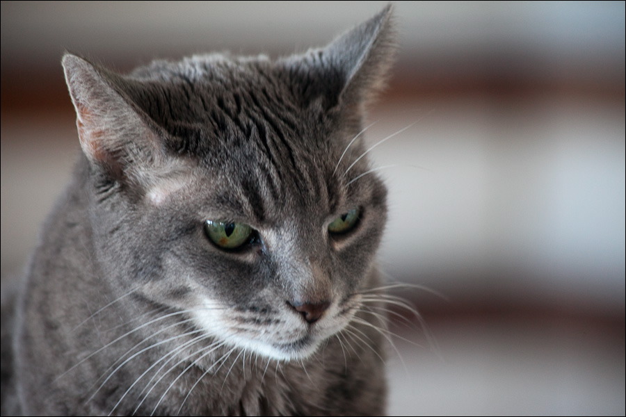 cats0203-7.jpg