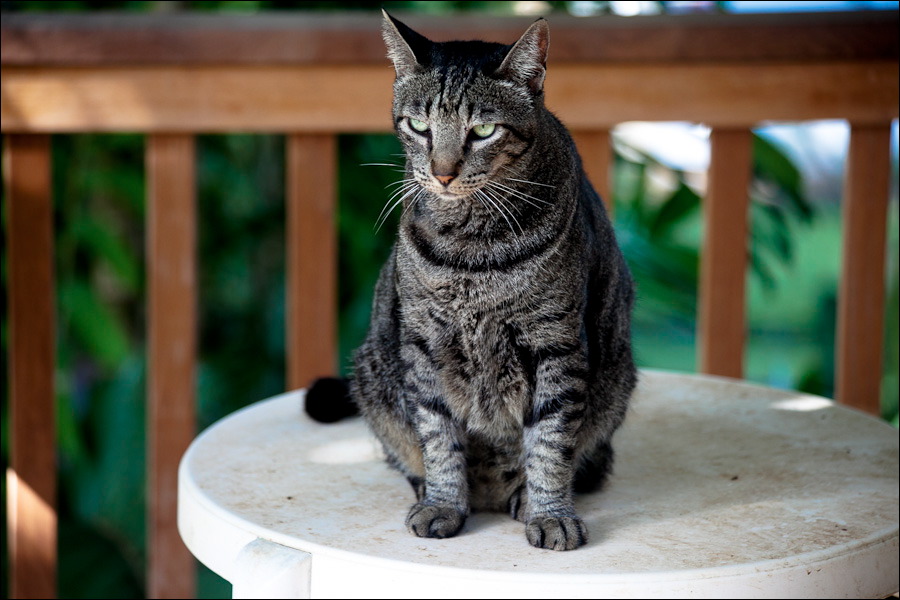 cats0203-9.jpg