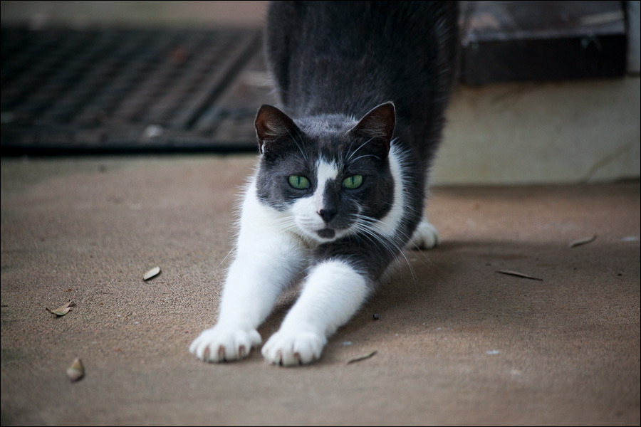 cats0203.jpg
