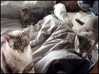 cats-1