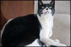 cats-10