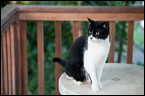 cats-11