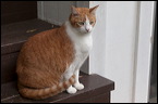 cats-12