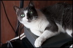 cats-2