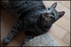 cats-3