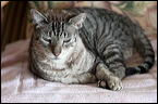 cats-4