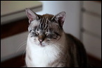 cats-5