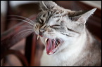 cats-6
