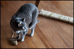 cats-7