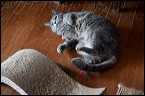 cats-8