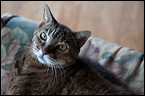 cats-9