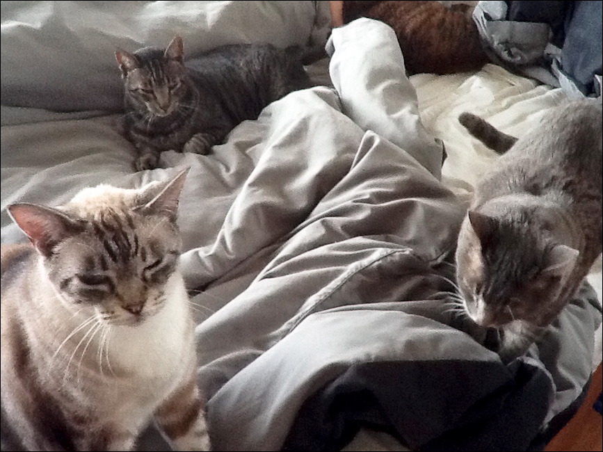 Cats on the bed