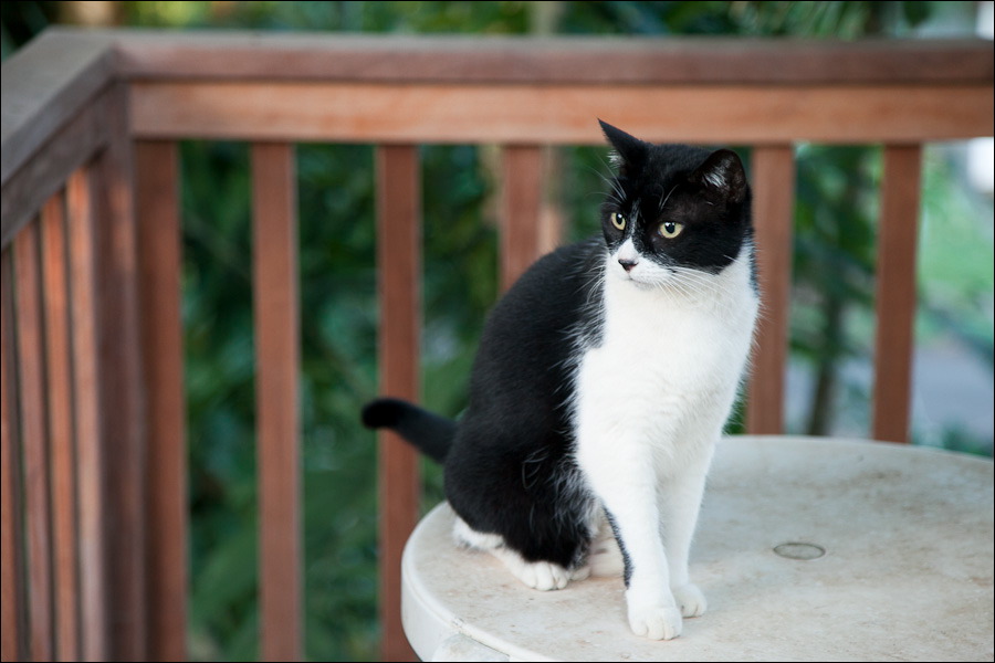 cats-11.jpg