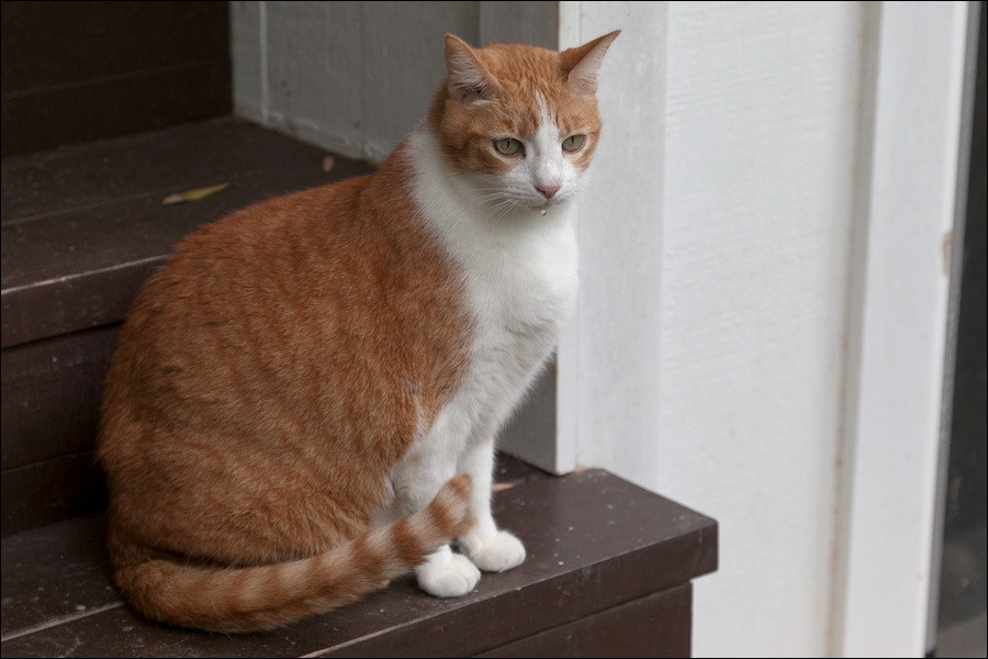 cats-12.jpg