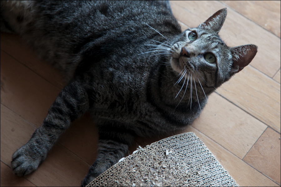 cats-3.jpg