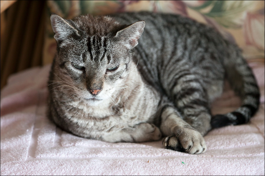 cats-4.jpg