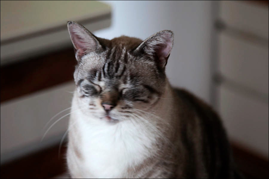 cats-5.jpg