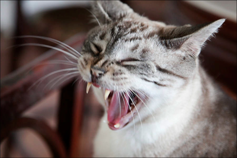 cats-6.jpg