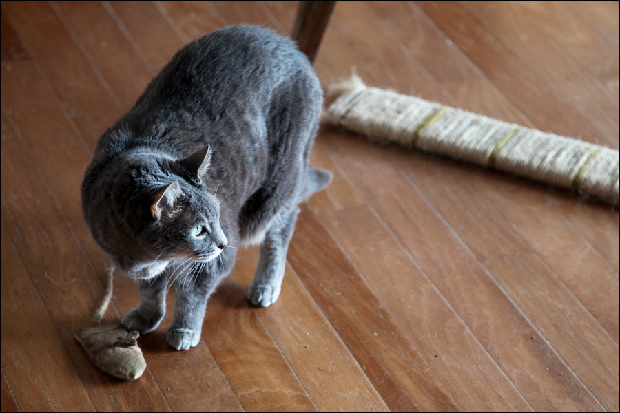 cats-7.jpg