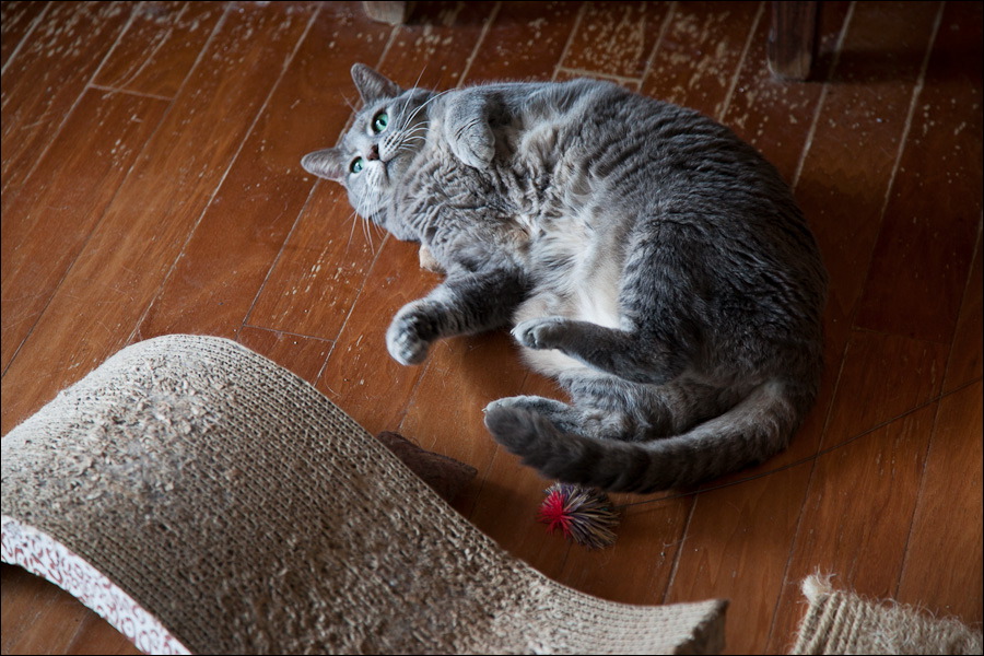 cats-8.jpg