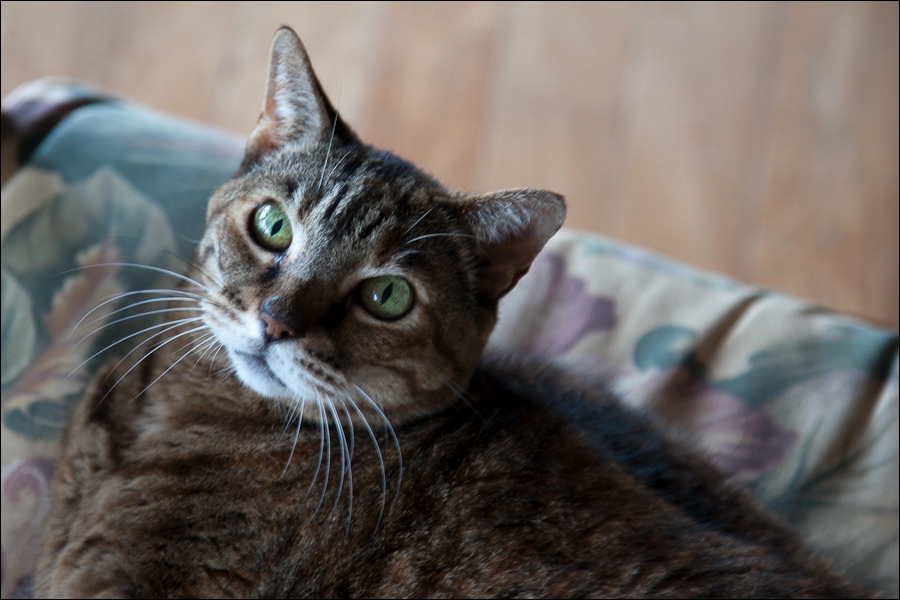 cats-9.jpg