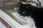cats0224-11