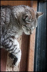 cats0224-12