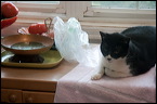 cats0224-13