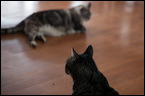 cats0224-14
