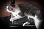 cats0224-15