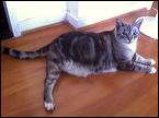 cats0224-2