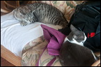 cats0224-3