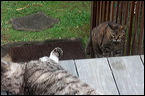 cats0224-4