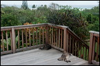 cats0224-5