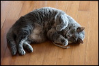 cats0224-6