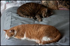 cats0224-7