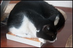 cats0224-8