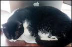 cats0224-9