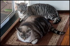 cats0224