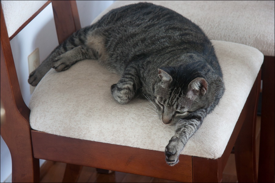 cats0224-10.jpg